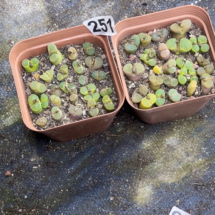 251风玲一物一图如图