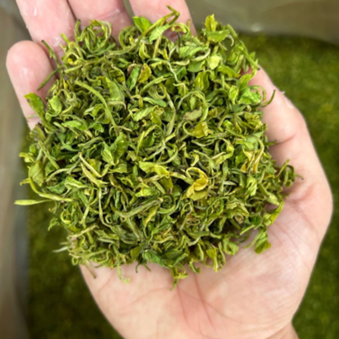 【高端手工奶白】2025年新茶明前奶白高端绿茶