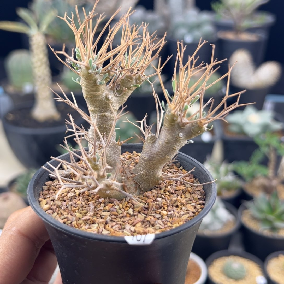 黑鬼殿厚敦菊一物一拍