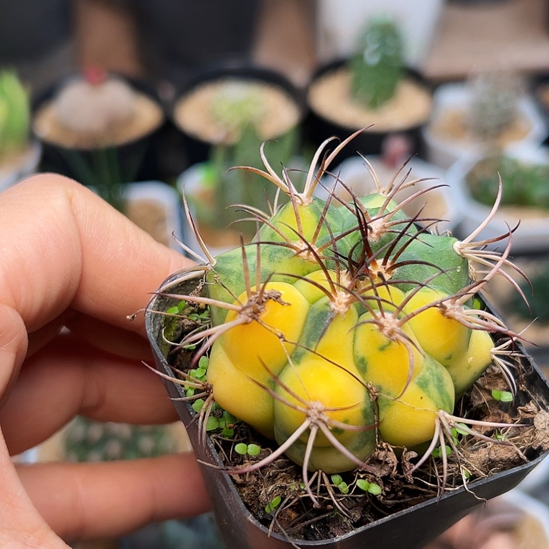 天紫玉锦实生球     