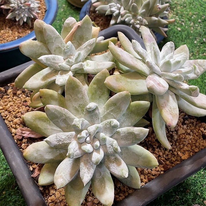 大脸帕翠莎粗桩福利