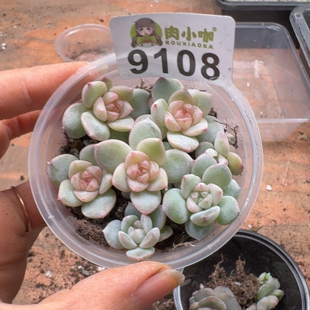 多肉植物多肉植物