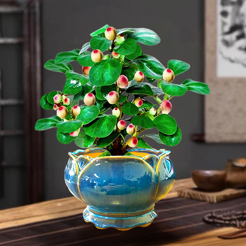 【菩提树10-15果 蓝莲花盆】带果盆栽老桩盆景中式禅意室内室外植物