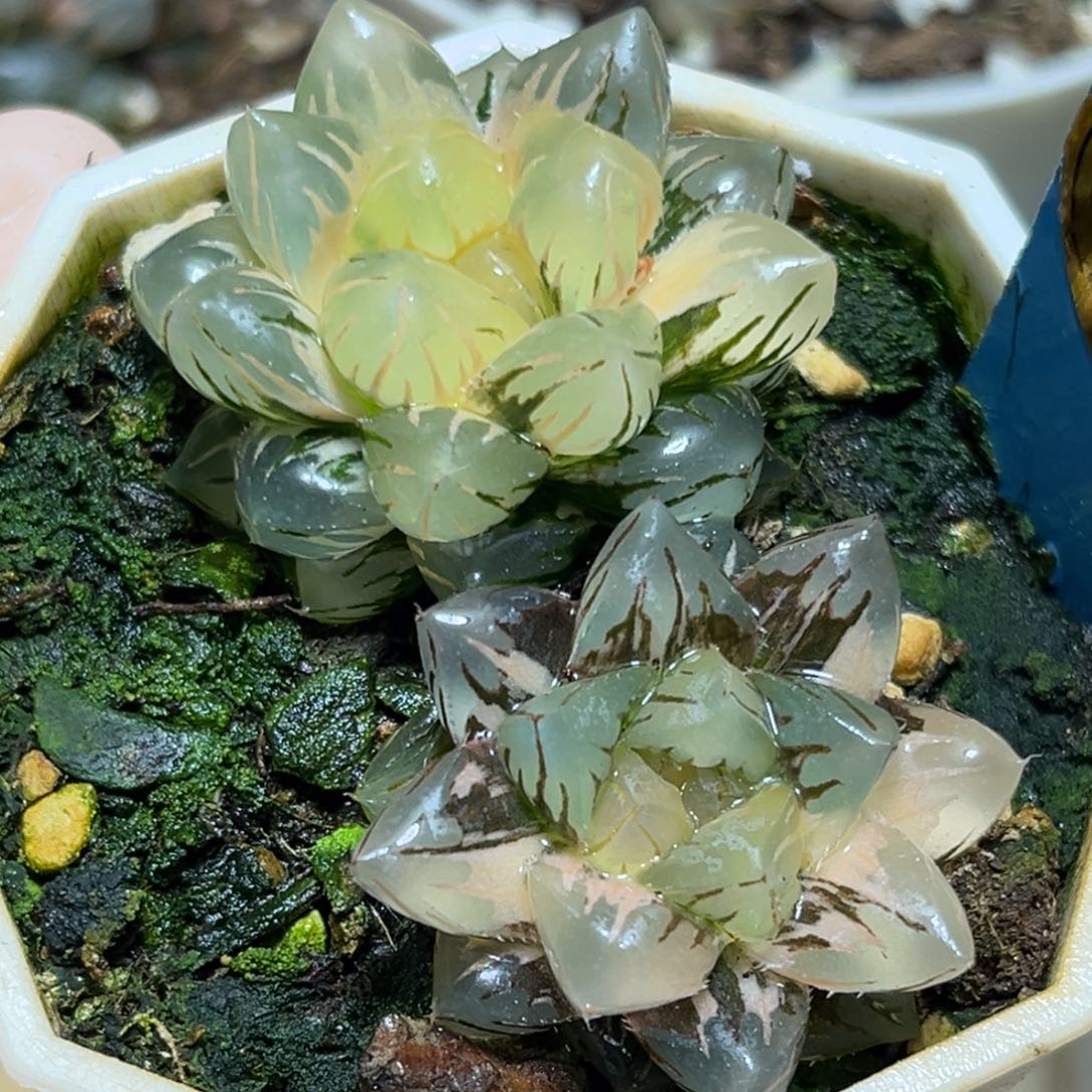 恭喜发财大吉大利0450