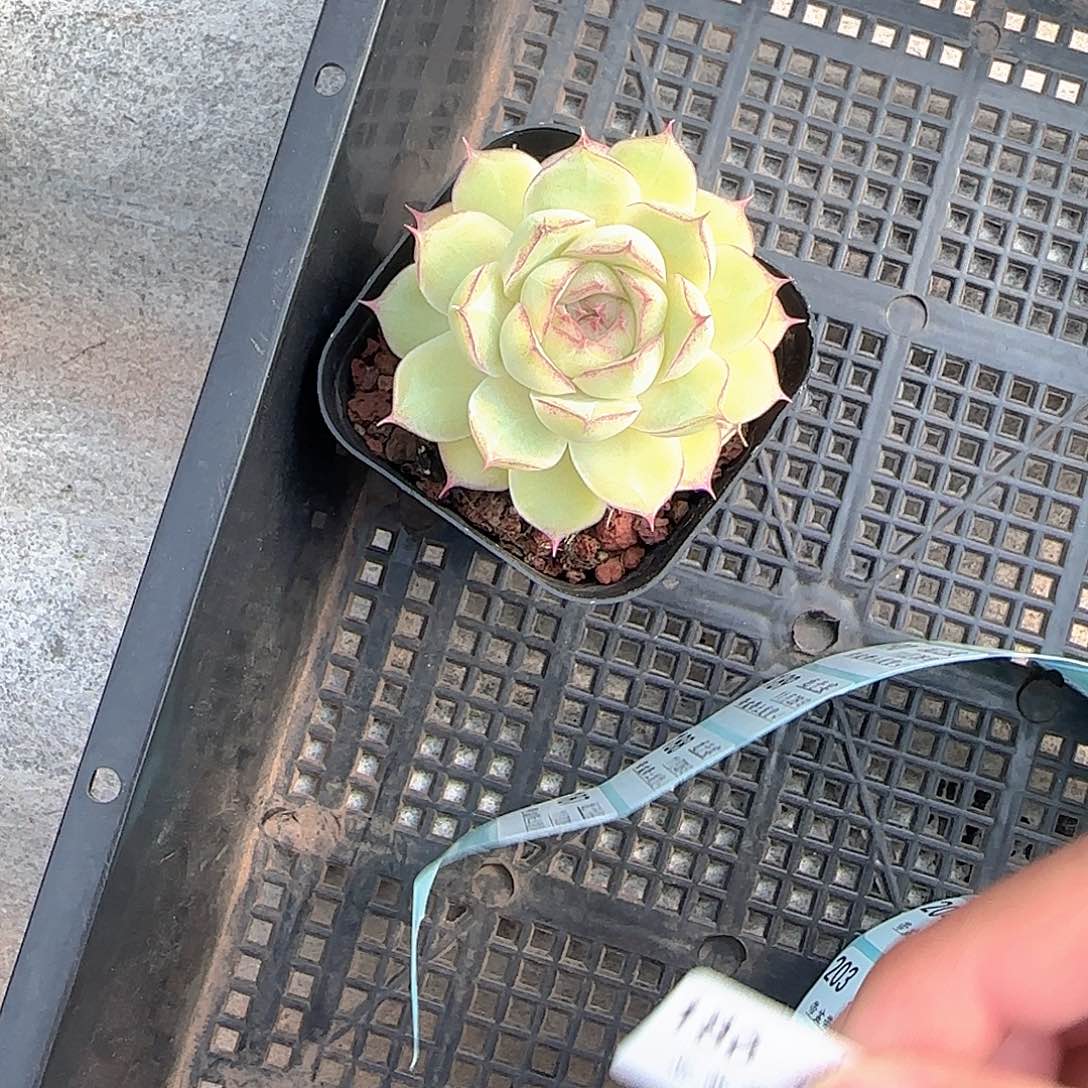 怡***寶多肉1128-186女王