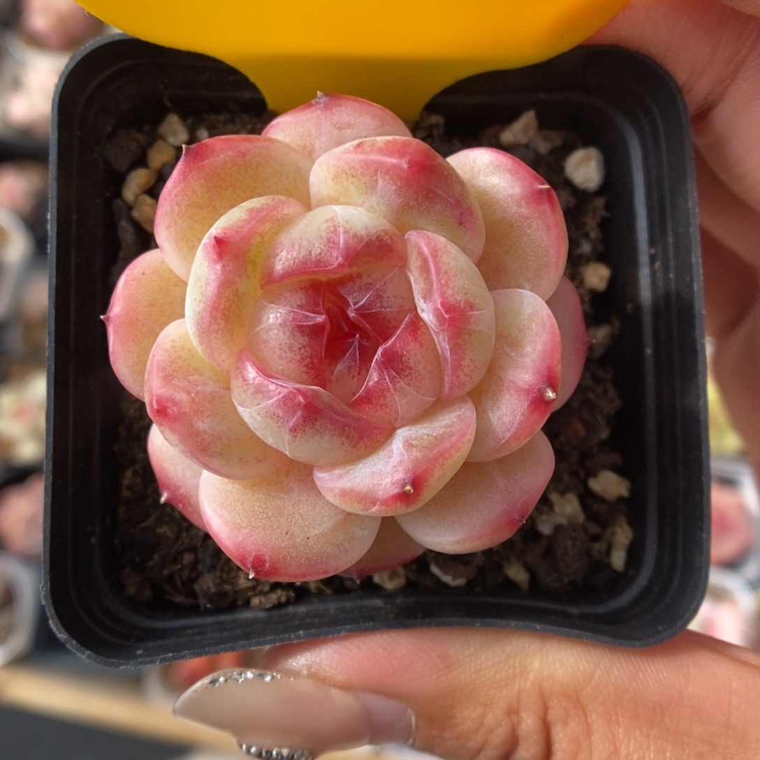 S***3白雪珍妮5529号。   