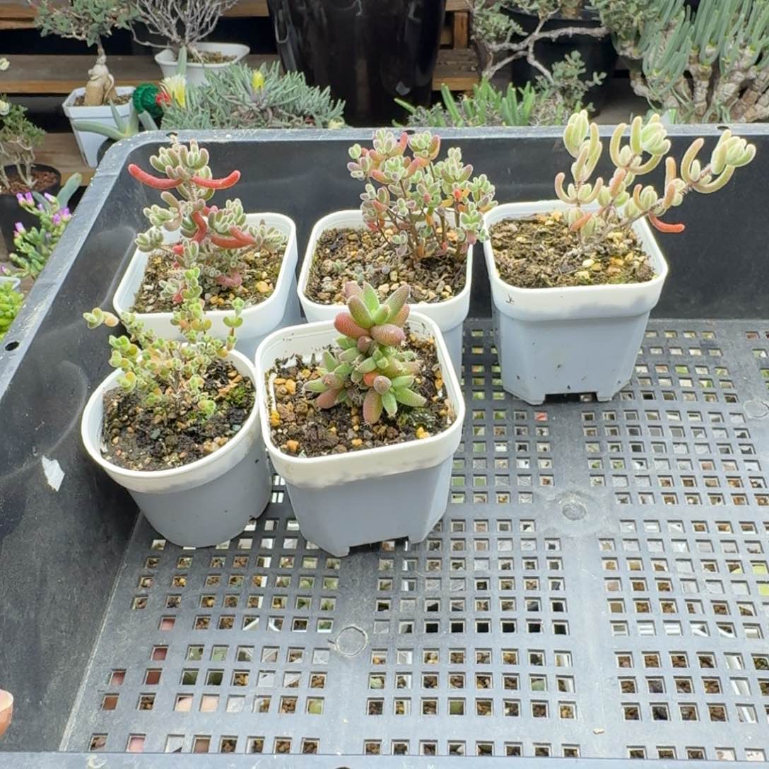 五个枝干多肉。