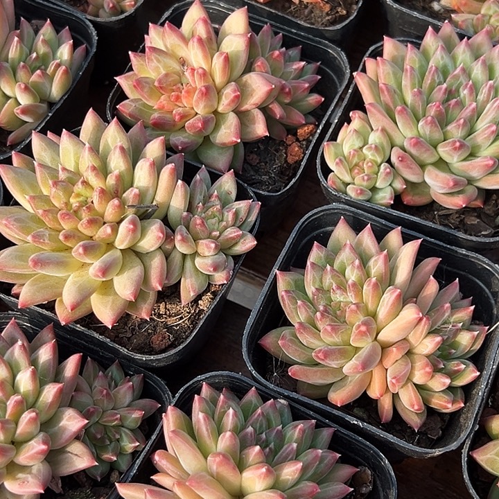      多头      甲骨文