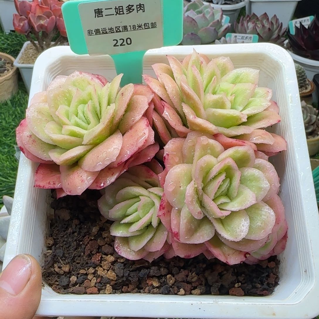 唐二姐多肉编号220