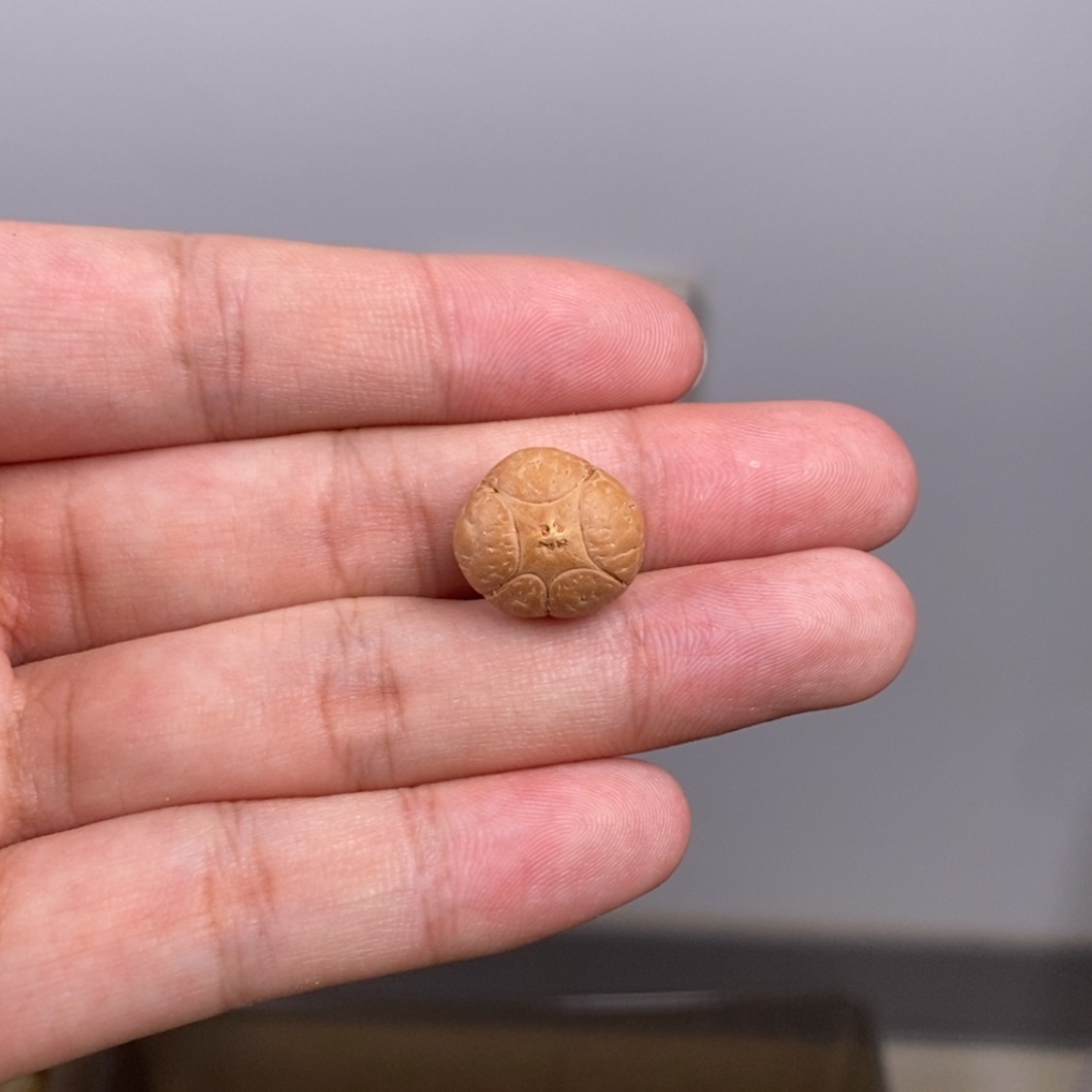 【闪购商品】凤眼菩提手串无***厚五星三通17.1mm