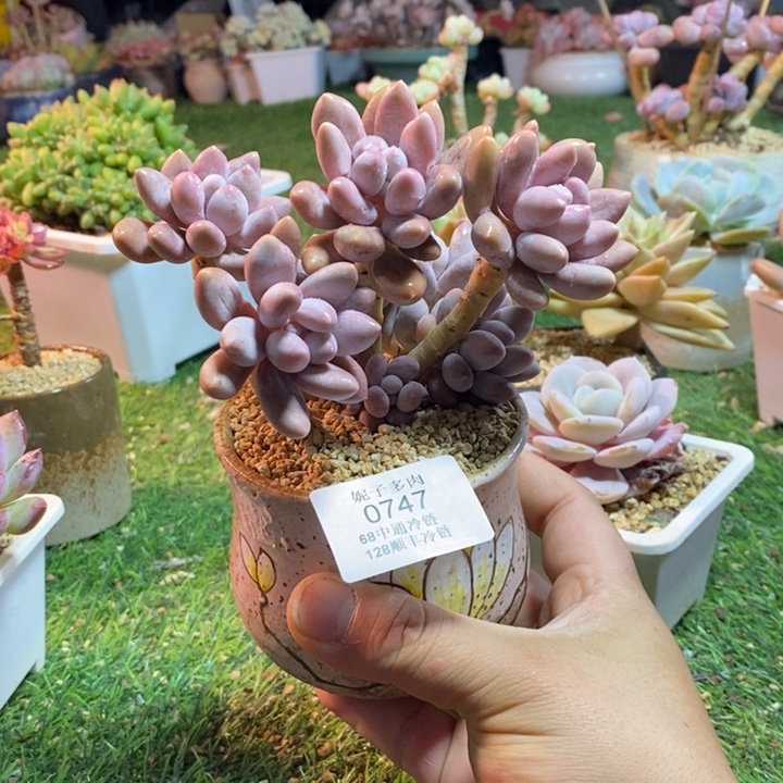 0747啊啊啊啊啊啊啊啊啊啊啊