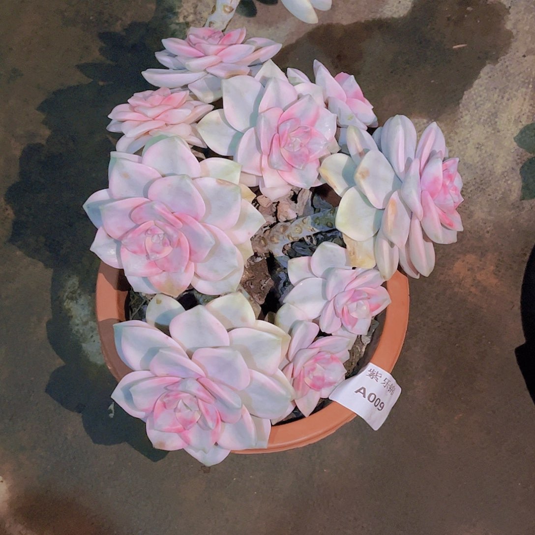 小***爱紫乐锦Ａ009号一颗一物一拍