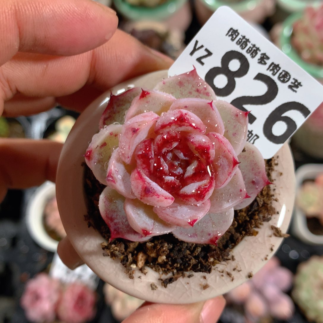 5CM拇指盆精控多肉YZ826