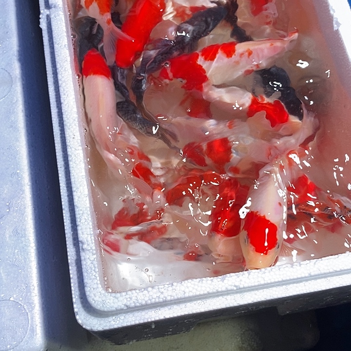 z***h锦鲤纯种血统锦鲤观赏鱼