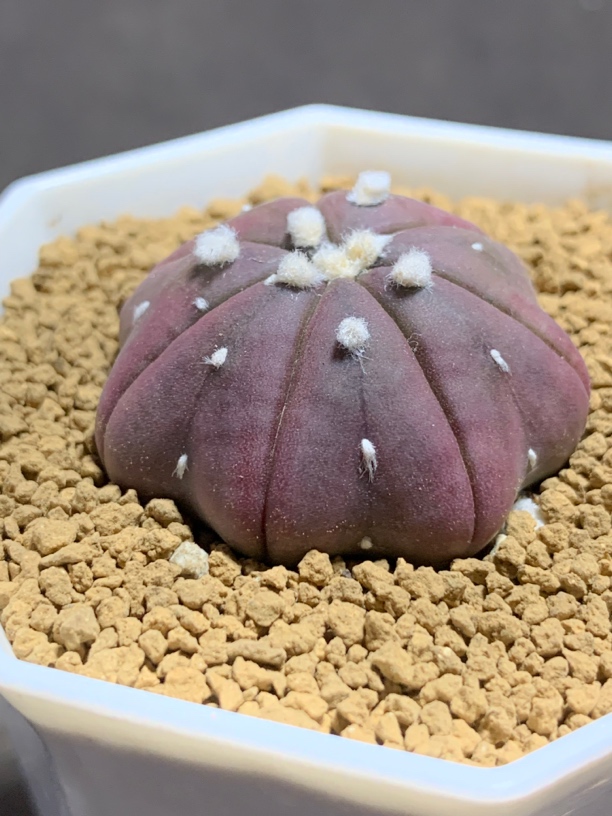 实生八爪鱼海星兜 高绒大型仙人球多肉植物一物一拍包邮非偏远