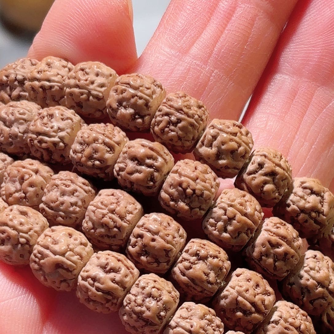 小***晓印度尼西亚小金刚葛地利纯血一代龙长串8小加