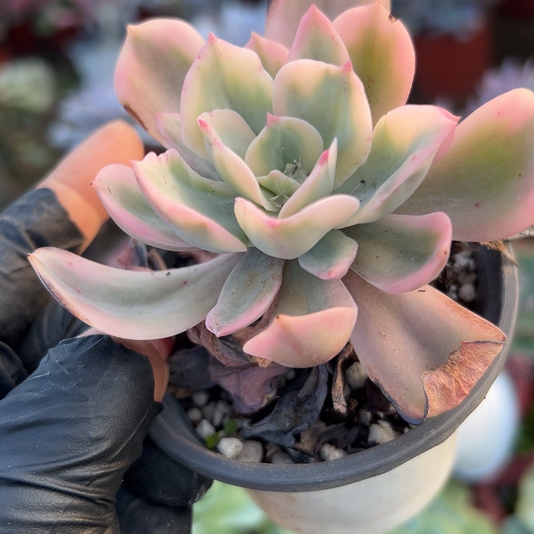 多肉植物伯克利锦