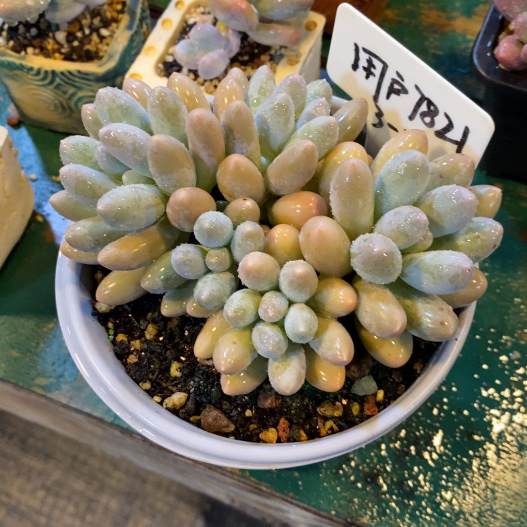 文***哒汤圆自然群45646464664