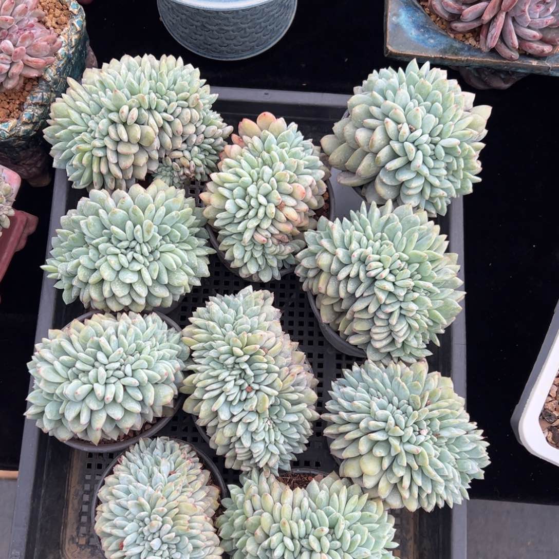 新年快乐 新年快乐