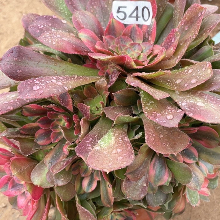 540多肉植物香妃