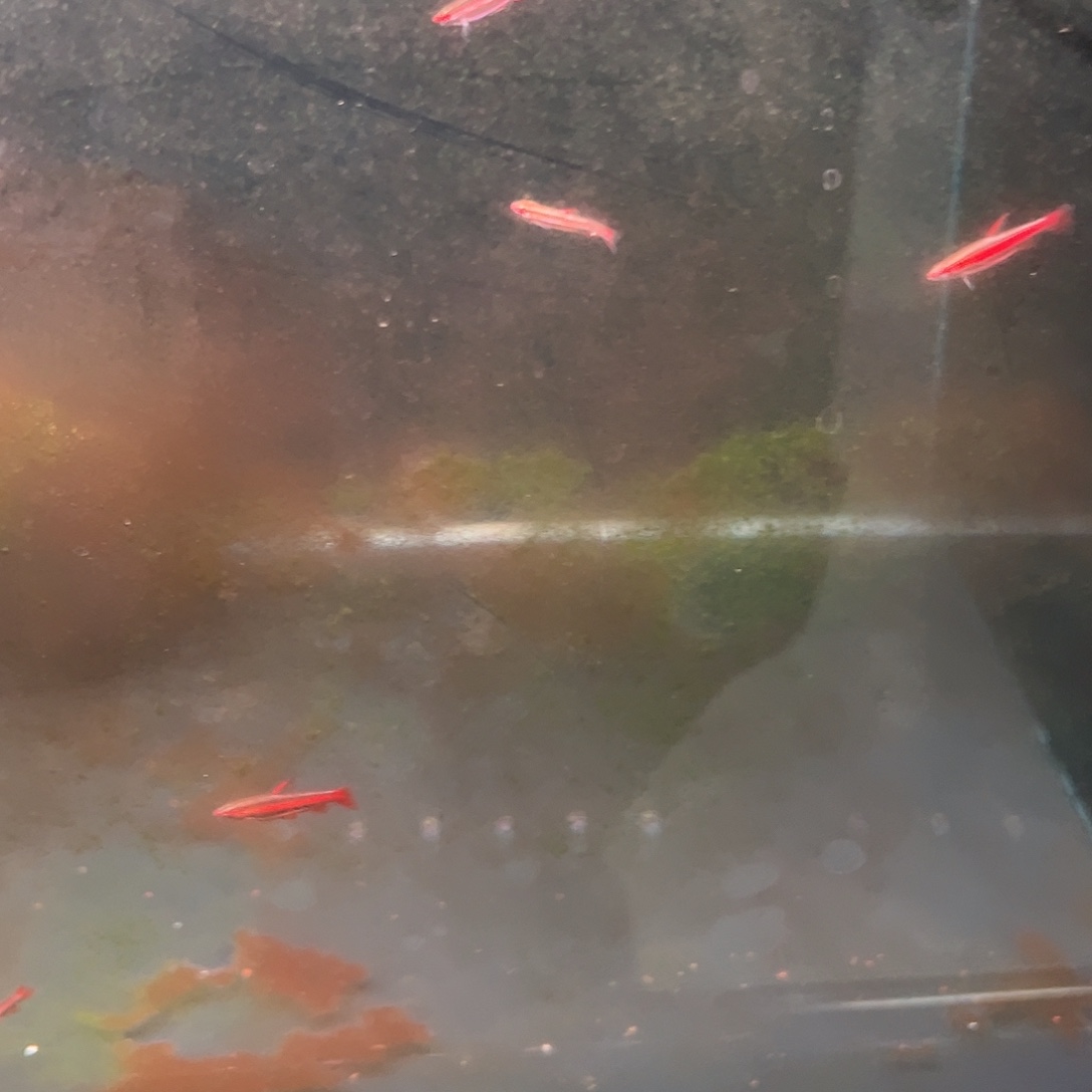 吐***O灯科鱼火焰铅笔灯科鱼