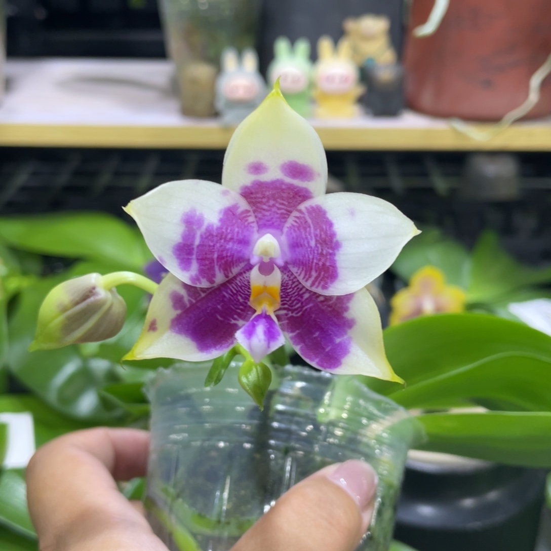 完全开放1111111111111