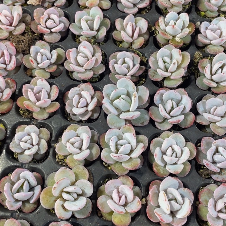 萬***萬20个小雪莲20个一组