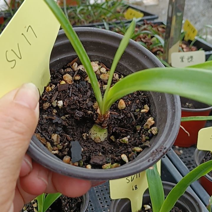 无花朵Sv 17/1+发一个
