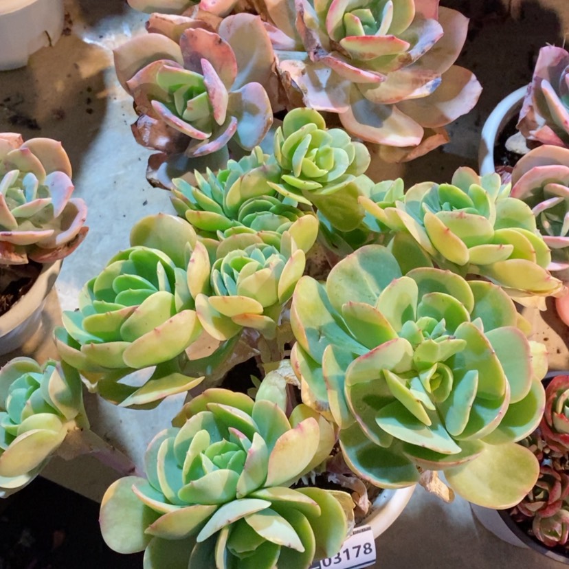 【闪购商品】碧桃03178