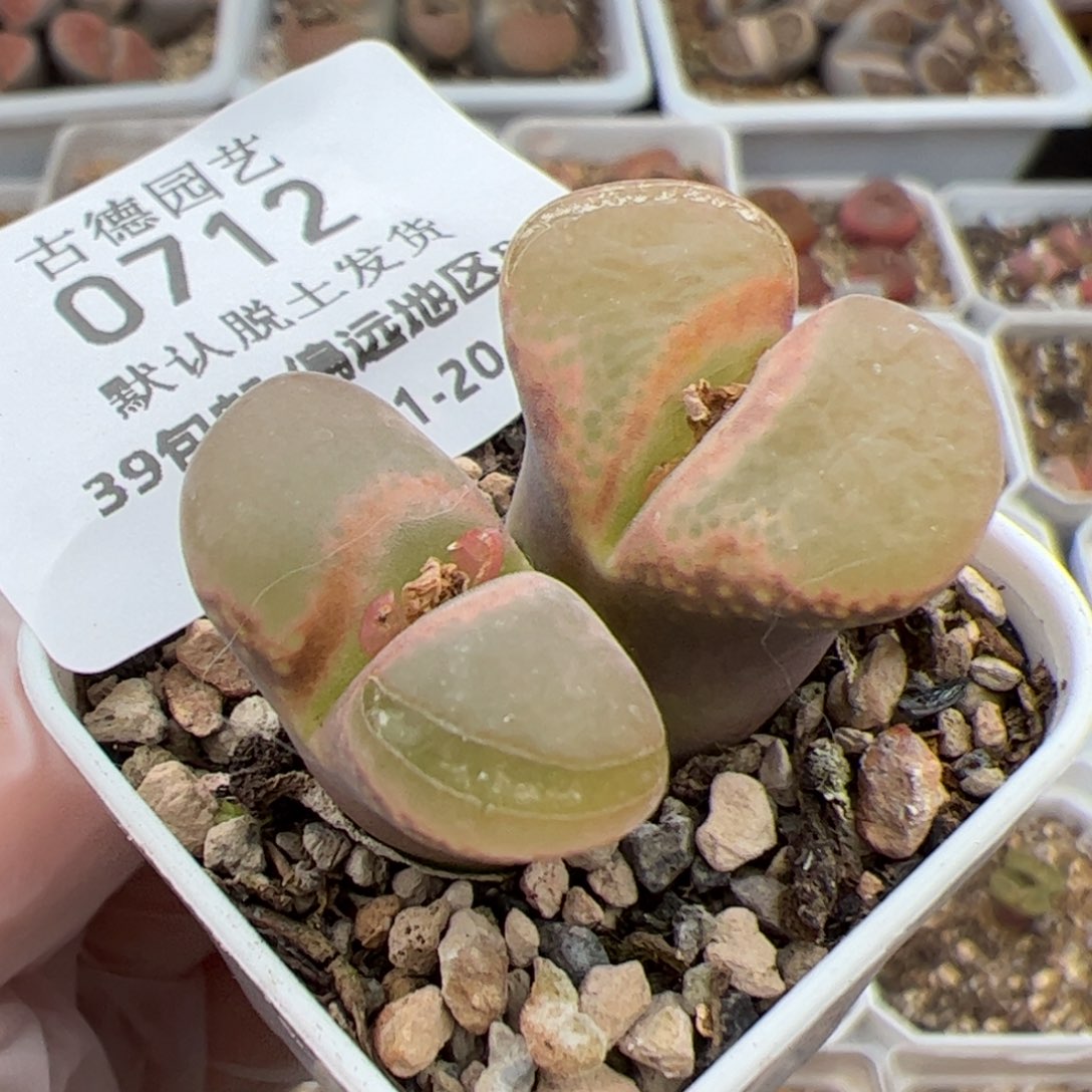 0712号 风铃 多肉植物