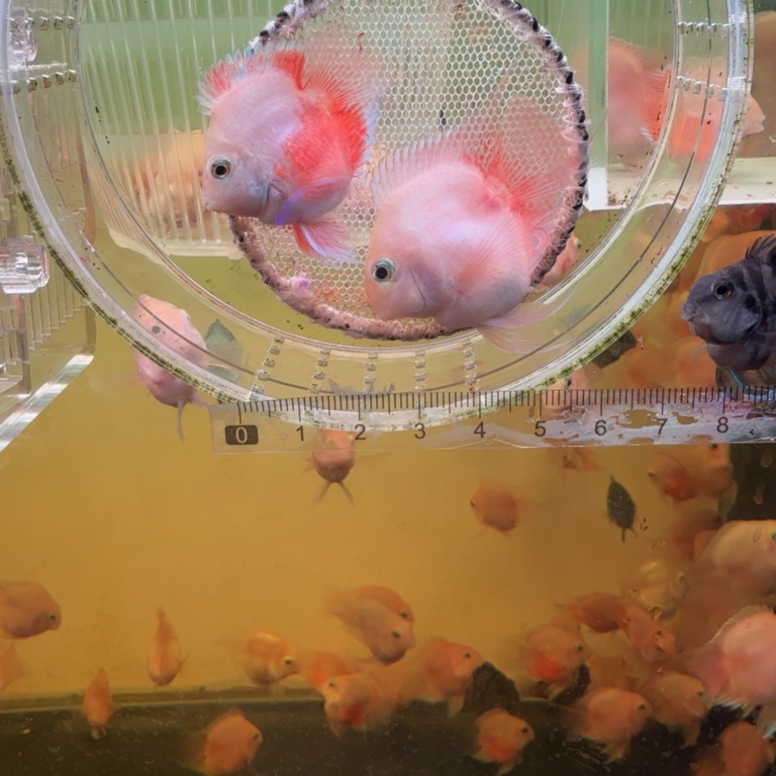 鹦鹉鱼胭脂粉一对