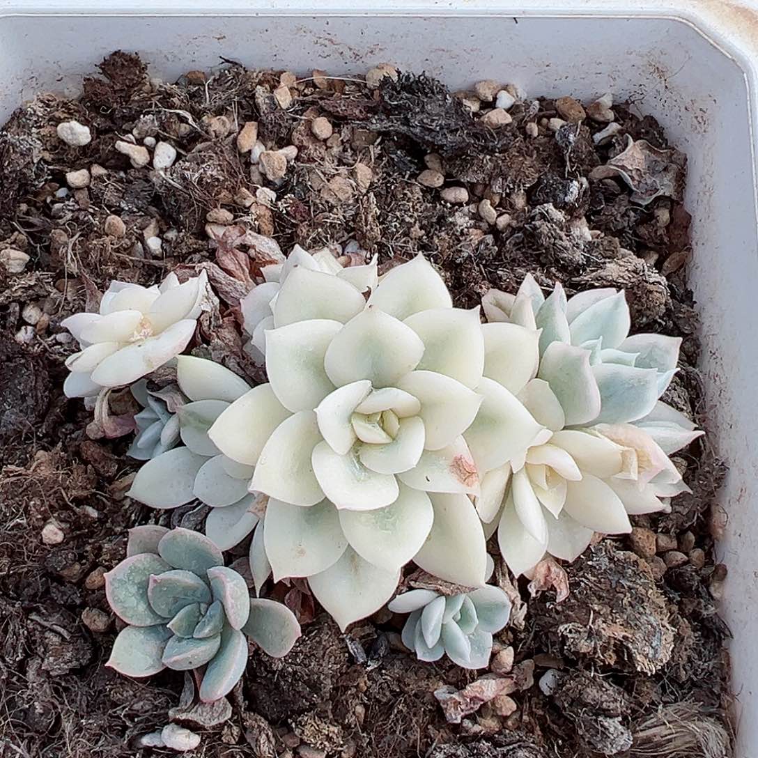 月亮仙子锦底座，带宽覆轮锦头