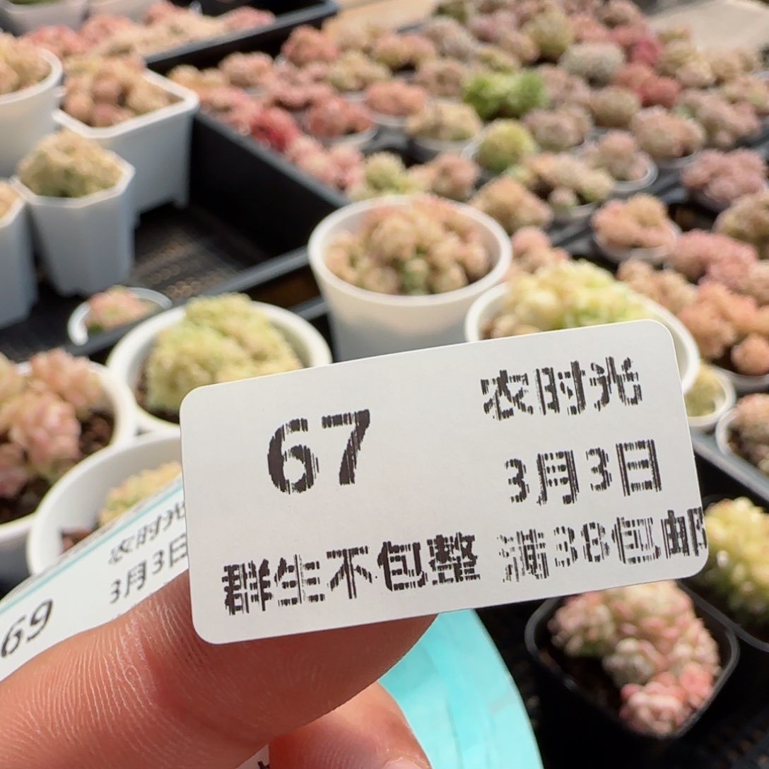 【闪购商品】0303-67（吹气球）