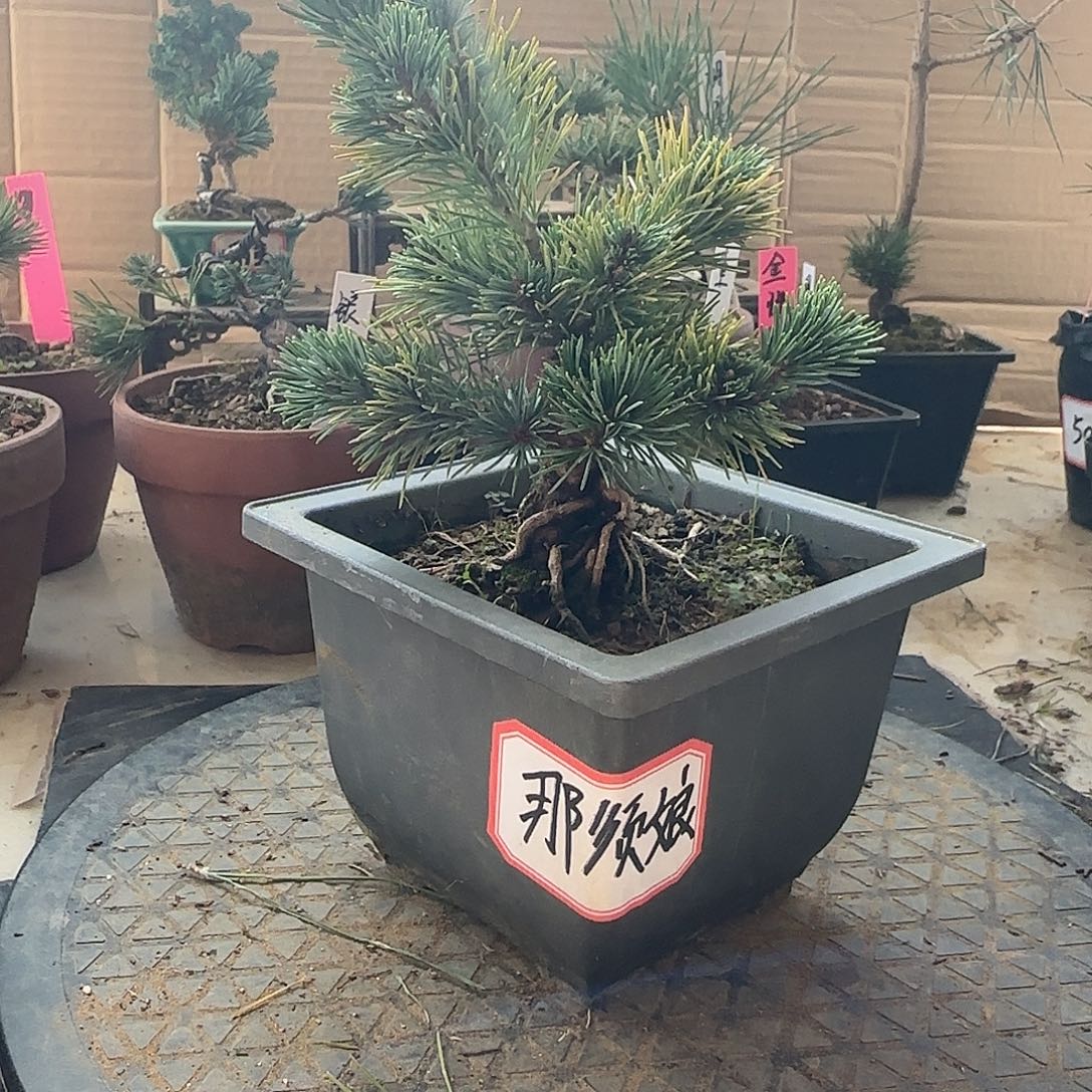 不开花植物那须娘五针松