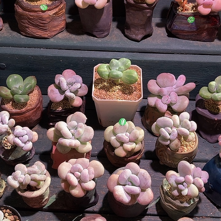 丁***ᰔ丁强效生根粉一罐专拍