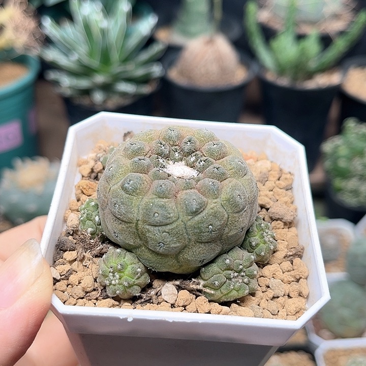 无花朵蜥蜴皮自根群一颗