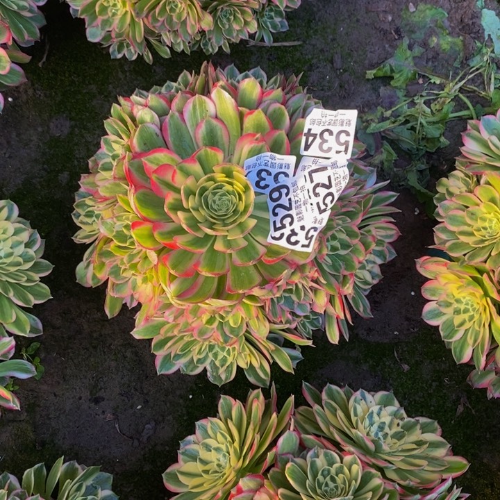 海王花花27-18花花