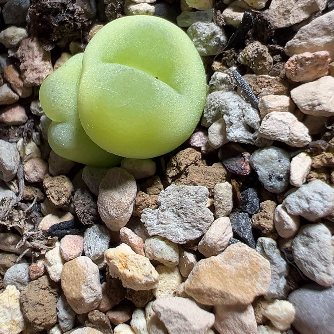 107号双头拉登1.1+1