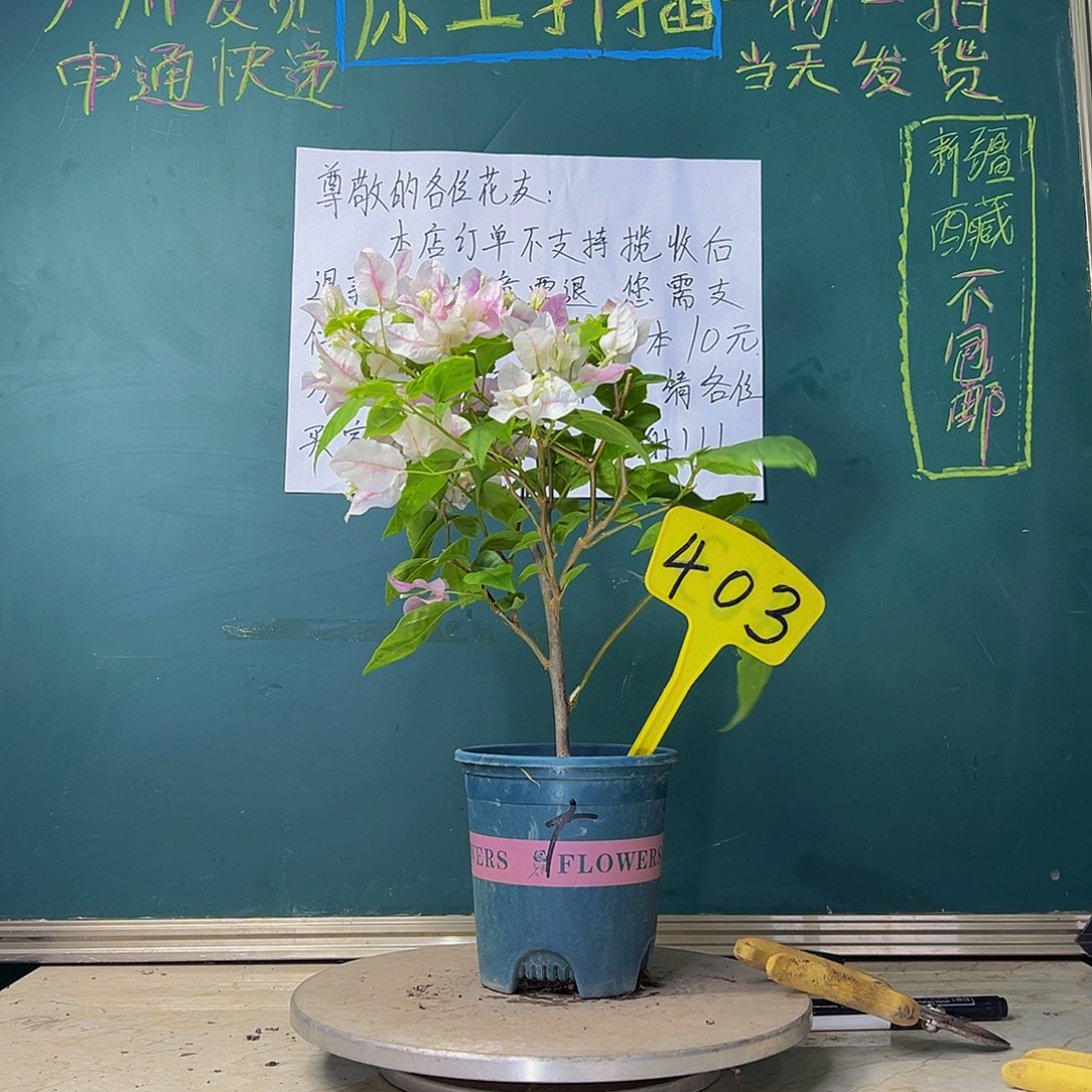 当前无花栽培后可以开花广红樱 403