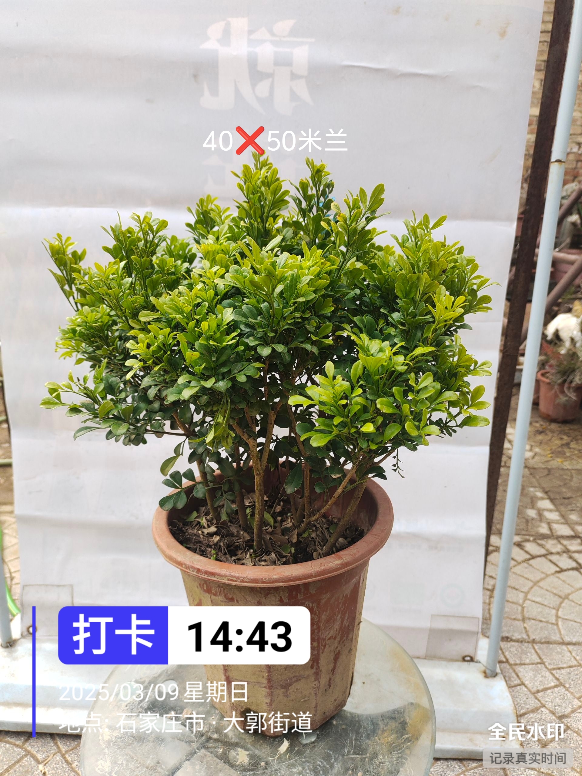 米兰观花净化空气