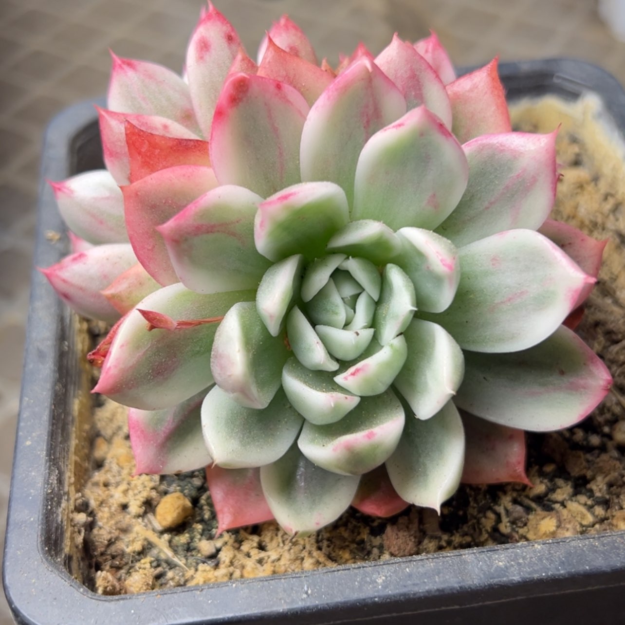 【闪购商品】蝴蝶飞锦多肉39.8