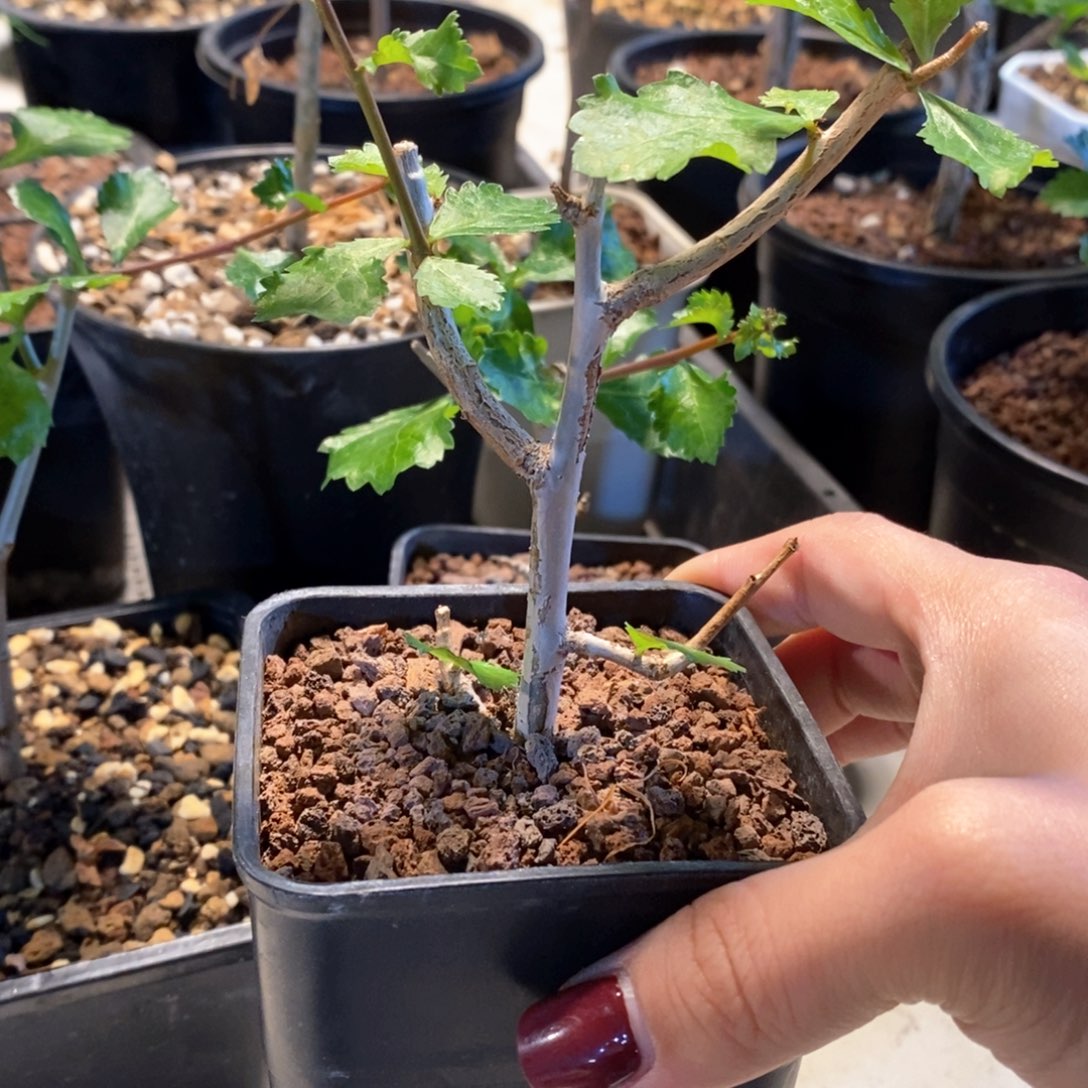 怀特没药带盆发货