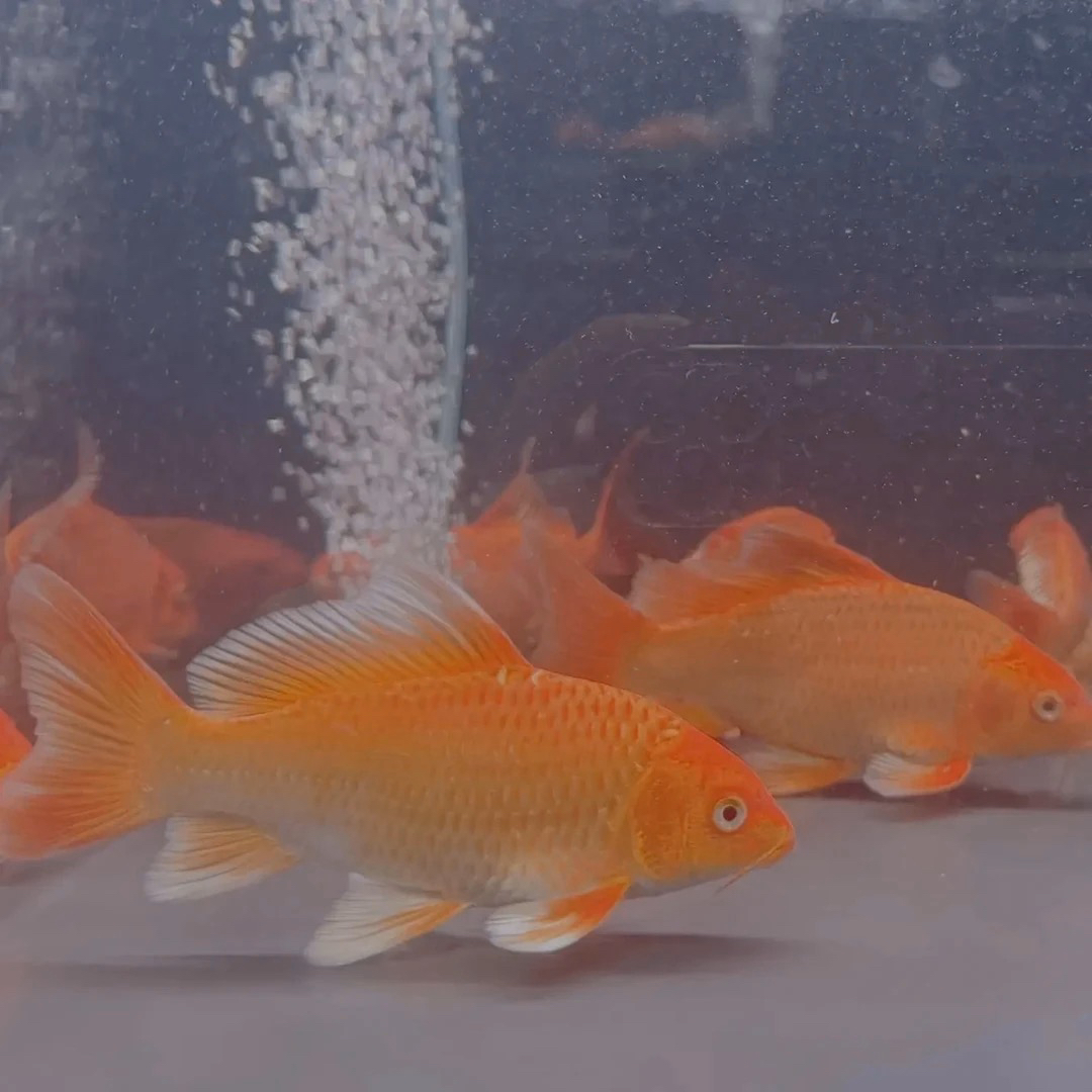 红色普身蝴蝶鲤大鳍长尾冷水观赏鱼淡水招财纳福好养耐活锦鲤活体