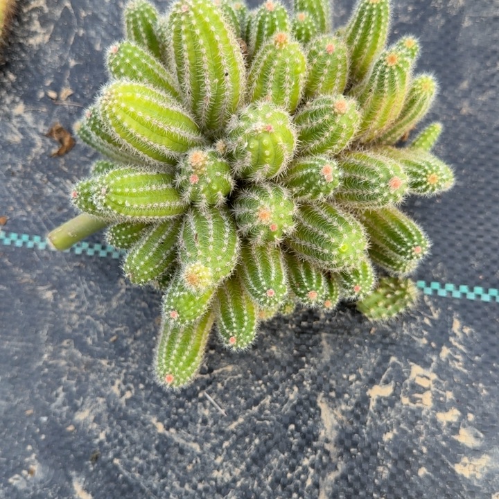 白檀仙人掌群生一群292