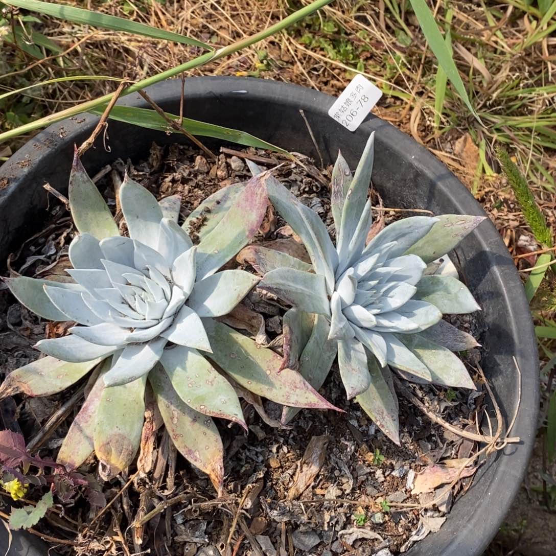 78号牡丹叶粗腿子