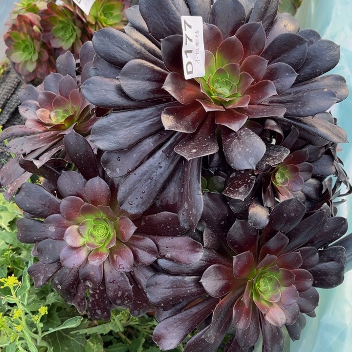 177梅花多肉法师不包断枝