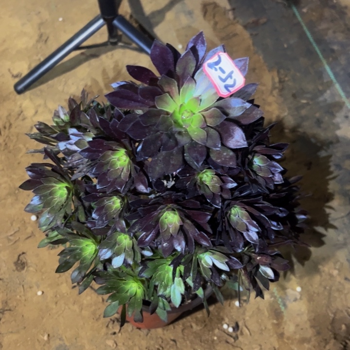 黑法师多肉植物2-52