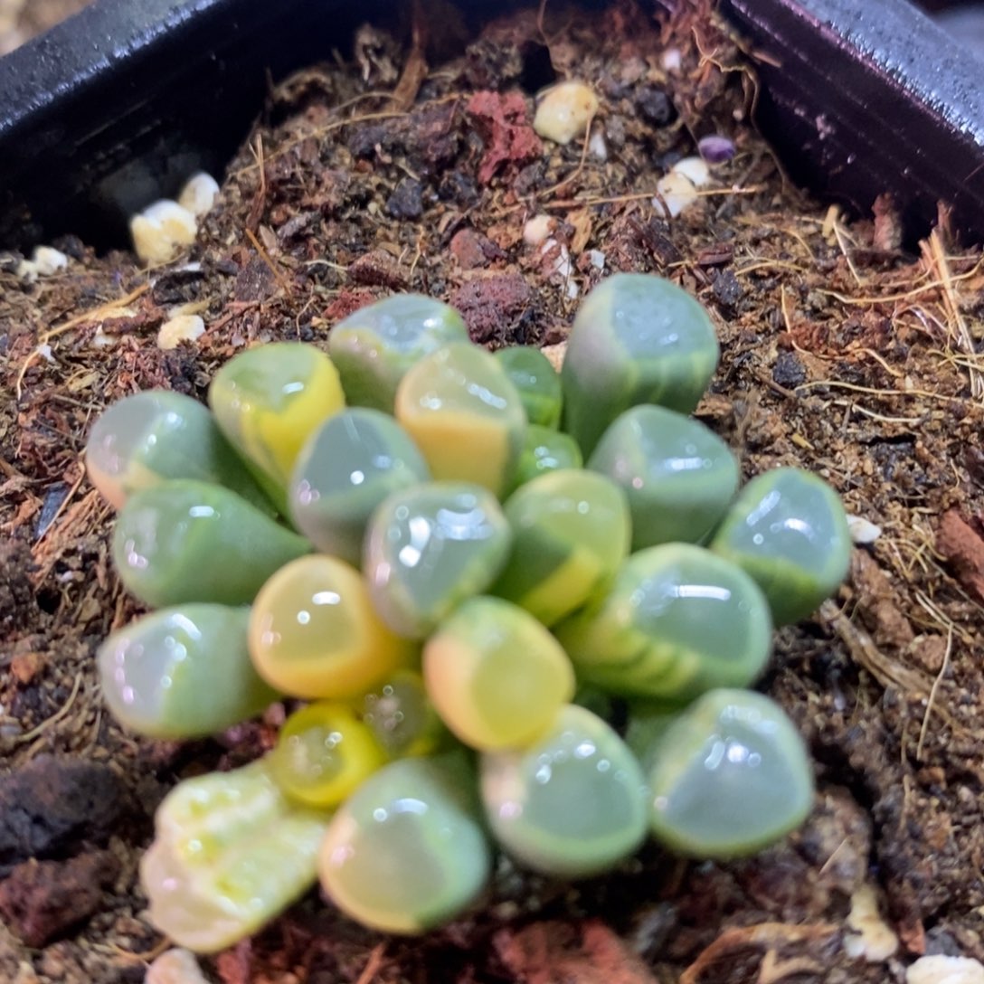 1068 多肉植物锦