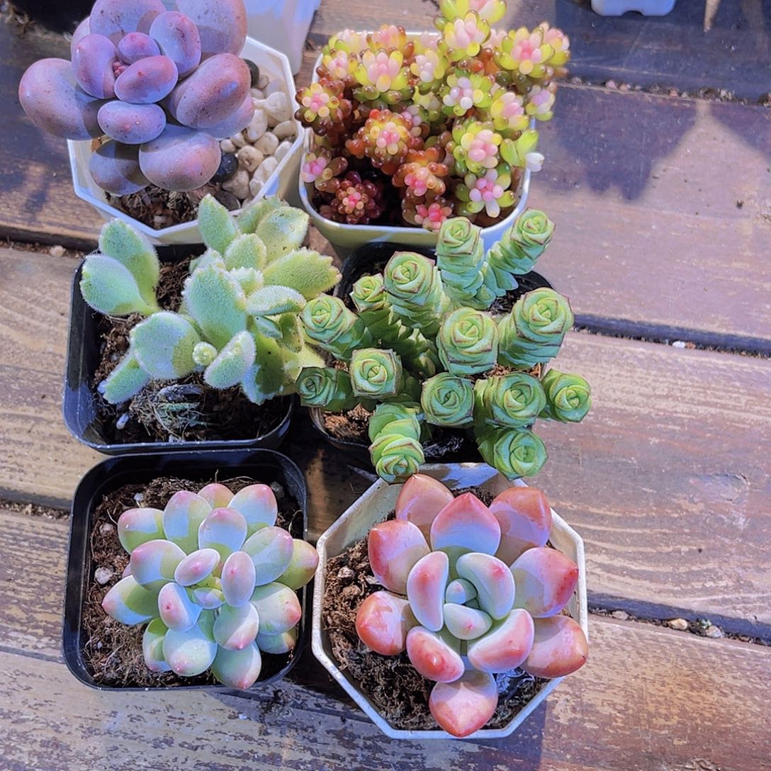 桃美人。龙珠。白熊。钱多。苹果奶。奥普