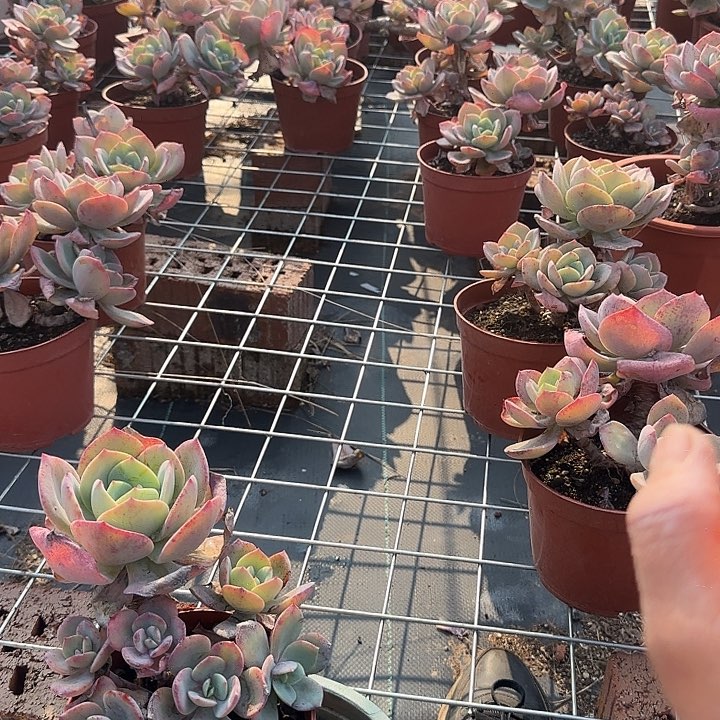 用****8304血凤脱土发货不退不换